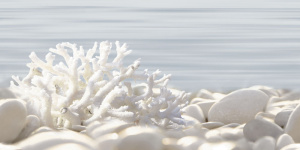 DWU09DLM624 декор Del Mare 249х500х7,5 (12 шт. в коробке)